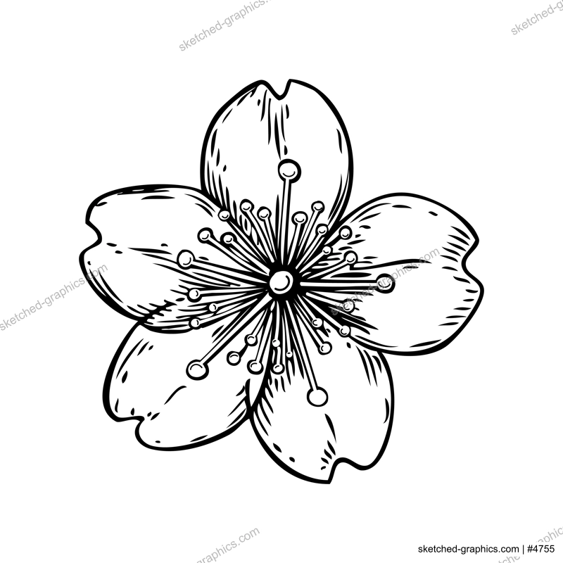 Sakura flower sketch. Cherry blossom vector illustration. Hand-drawn spring design element. NOT AI generated