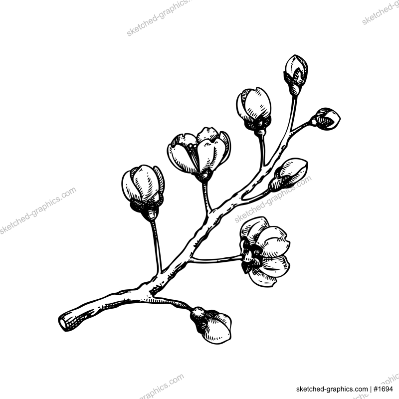 Sakura flower sketch. Cherry blossom vector illustration. Blooming tree branch drawing. Hand-drawn spring design element. NOT AI generated