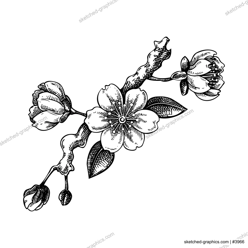 Sakura flower sketch. Cherry blossom vector illustration. Blooming tree branch drawing. Hand-drawn spring design element. NOT AI generated