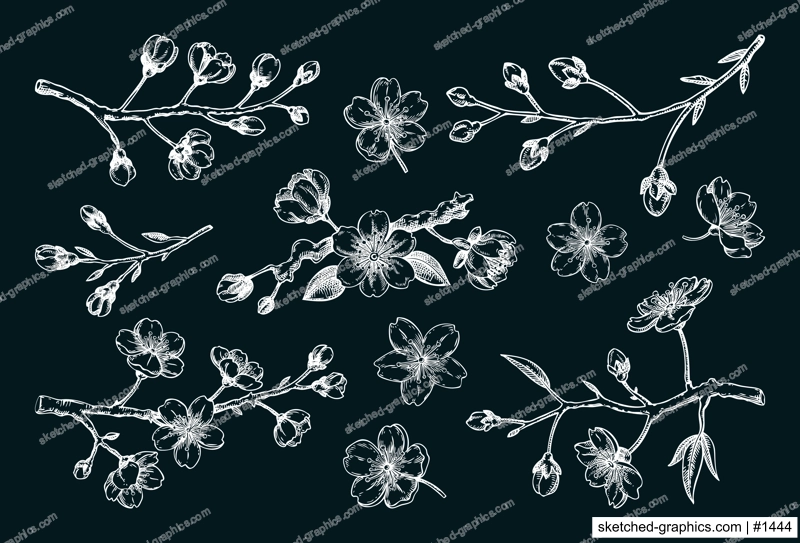 Sakura flower sketches. Cherry blossom vector illustration. Hand-drawn spring flower chalk drawings. Not AI generated