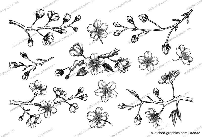 Sakura flower sketches. Cherry blossom vector illustration. Hand-drawn spring flowers. Japanese sryle. Not AI generated