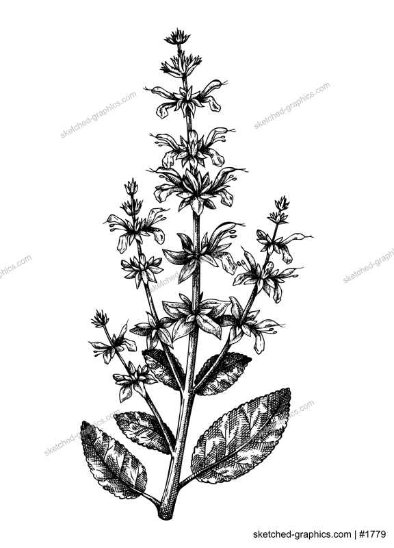 Hand drawn Salvia botanical illustration with leaves and flowers. Common Sage - herbs and spice. Engraved style herbal plant drawing. Culinary sage on white background.