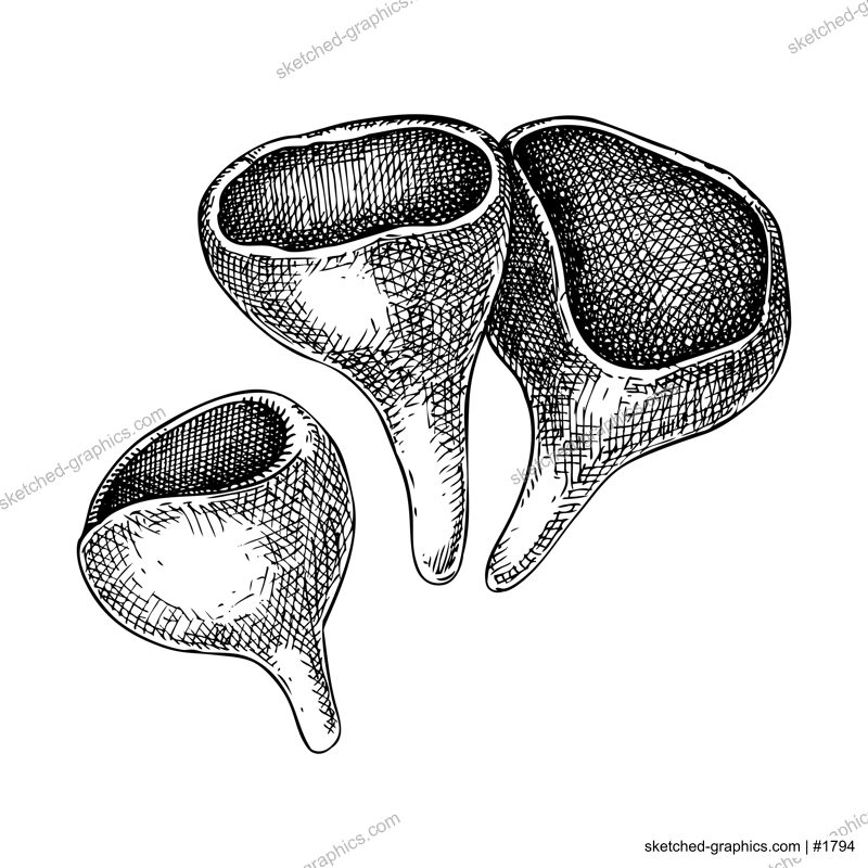 Scarlet elf cup mushroom sketch. Weird fungus illustration. Hand drawn forest plant. Scarlet cap - exotic mushroom drawing isolated on white background.