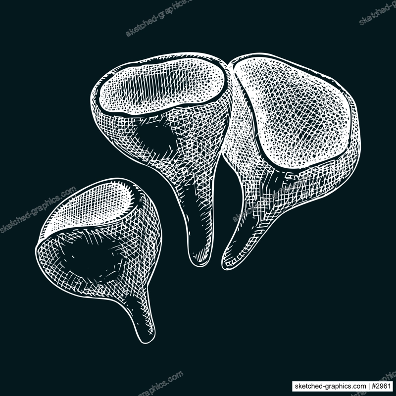 Scarlet elf cup mushroom sketch. Weird fungus illustration in vintage style. Hand-drawn forest plant. Scarlet cap - exotic mushroom drawing on chalkboard
