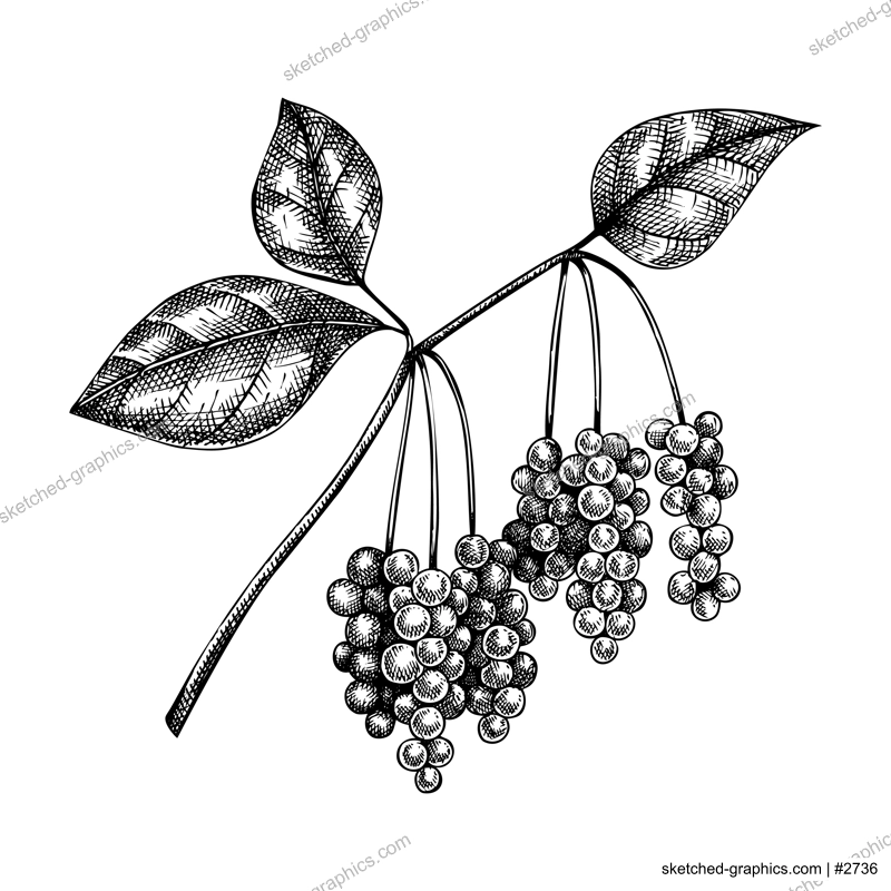Schisandra. Adaptogenic plant illustration. Hand-sketched magnolia vine. Great for traditional medicine, perfume design, Ayurveda design. Natural adaptogen drawing.
