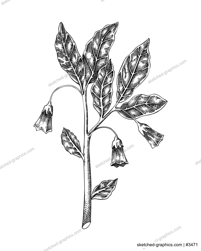 Scopolia plant sketch. Poisonous plant drawing. Henbane bell hand-drawn vector illustration. Witchcraft, love potions, folklore design element. NOT AI generated