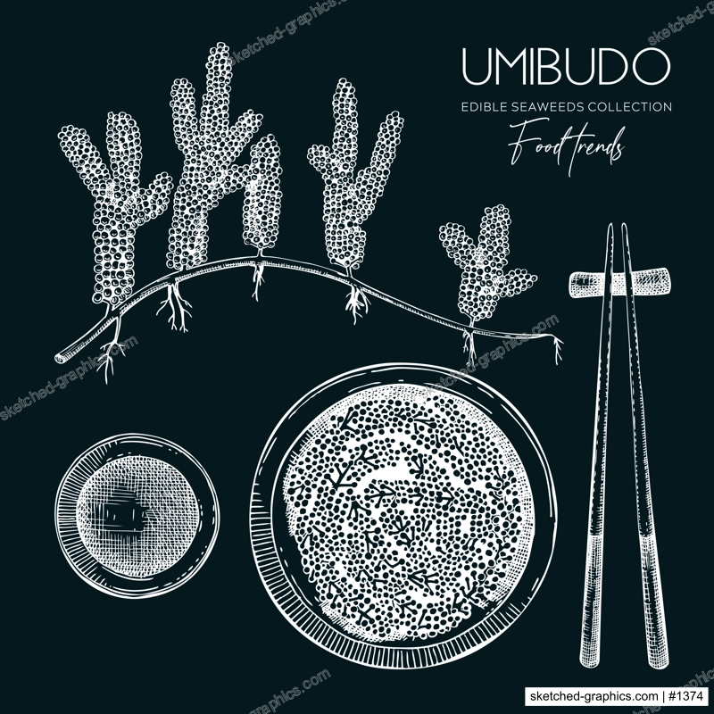 Hand drawn sea grapes illustration. Umibudo salad sketch. Green caviar. Edible seaweed vector drawing isolated on chalkboard. Asian cuisine design element
