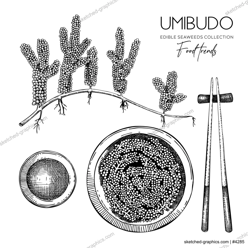 Hand drawn sea grapes illustration. Umibudo salad sketch. Green caviar. Edible seaweed vector drawing isolated on white background. Asian cuisine design element
