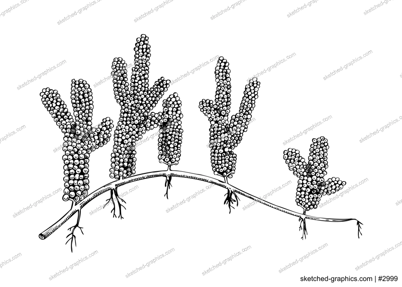Hand drawn sea grapes - Umi budo  sketch. Caulerpa lentillifera - green caviar. Edible seaweed drawing isolated on white background. Green algae vector food illustration. Japanese cuisine ingredients