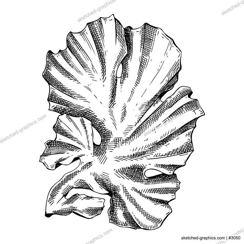 Hand drawn Sea lettuce - green algae sketch. Green nori. Edible seaweed drawing isolated on white background. Sea kelp vector food illustration. Japanese cuisine, sushi and onigiri ingredient