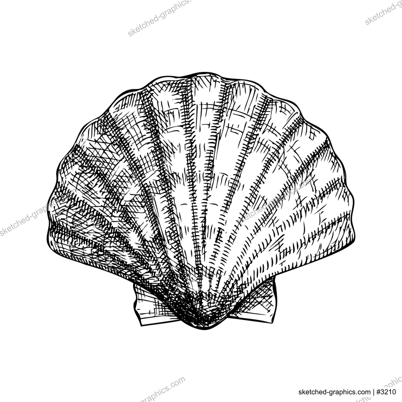Hand drawn sea shells illustration. Vintage marine mollusk in sketch style. Shellfish drawing isolated on white background. For menu, recipes, logos, flyers.