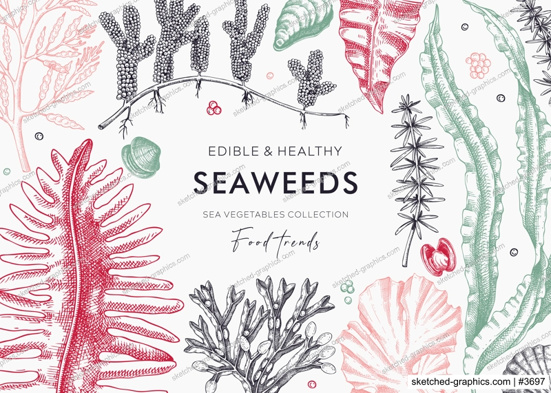 Edible seaweed background with hand drawn sea vegetables - kelp, kombu, wakame, hijiki, Irish moss illustration. Underwater algae vector frame in color. Healthy food ingredients. Japanese cuisine