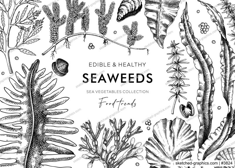Edible seaweed background with hand drawn sea vegetables - kelp, kombu, wakame, hijiki  illustration. Underwater algae vector frame in sketch style. Healthy food ingredients. Japanese cuisine