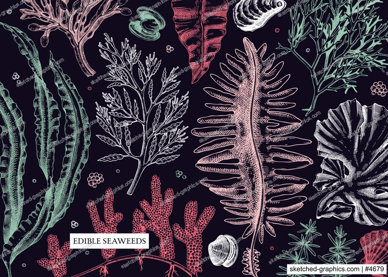 Seaweed vector background in sketch style. Edible algae - golden kelp, wakame, kombu, hijiki, rish moss drawings. Underwater plant botanical illustration in color. Healthy food, cosmetics ingredients