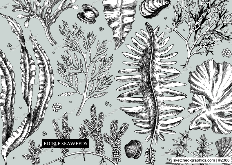 Seaweed vector background in sketch style. Edible algae - golden kelp, wakame, kombu, hijiki, and Irish moss drawings. Underwater plant botanical illustration Healthy food, cosmetics ingredients