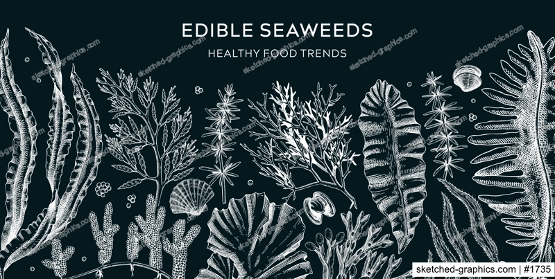 Edible seaweed banner on chalkboard. Healthy food ingredients background. Hand drawn sea vegetables sketches. Kkelp, wakame, kombu, hijiki vector illustration. Japanese cuisine menu design