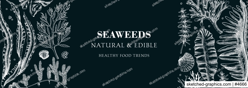 Edible seaweed banner design. Hand drawn food ingredients and vegetarian products on chalkboard. Sea vegetables - kelp, wakame, kombu, hijiki, Irish moss vector illustration. Asian cuisine menu