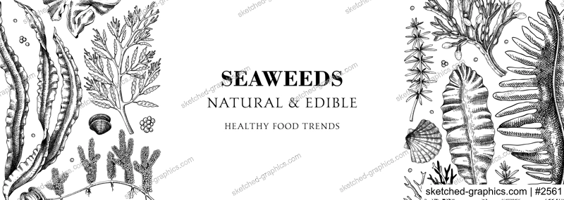 Edible seaweed banner design. Hand drawn food ingredients and vegetarian products frame. Sea vegetables - kelp, wakame, kombu, hijiki, Irish moss vector illustration. Asian cuisine menu with algae