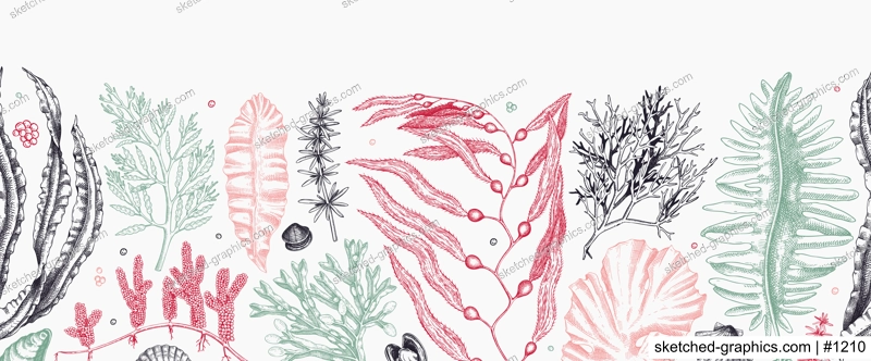 Seaweed vector border in color. Edible algae seamless pattern with hand drawn golden kelp, wakame, kombu, hijiki, Irish moss sketches. Underwater plant botanical illustration