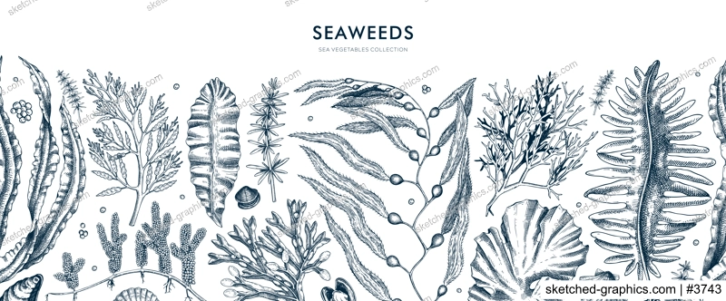 Seaweed vector border in sketch style. Edible algae seamless pattern with golden kelp, wakame, kombu, hijiki, Irish moss drawings. Underwater plant botanical illustration
