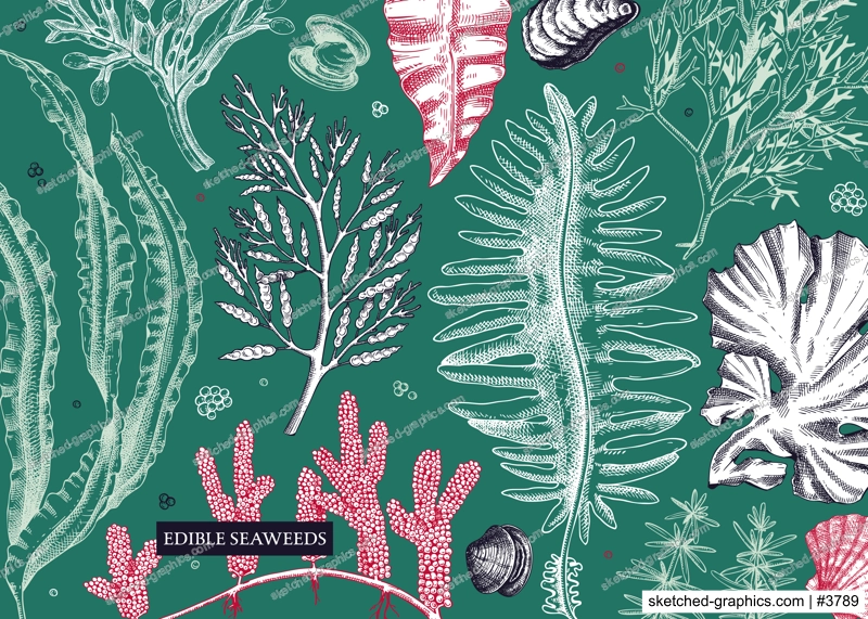 Seaweed vector background in sketch style. Edible algae - golden kelp, wakame, kombu, hijiki, rish moss drawings. Underwater plant botanical illustration in color. Healthy food, cosmetics ingredients