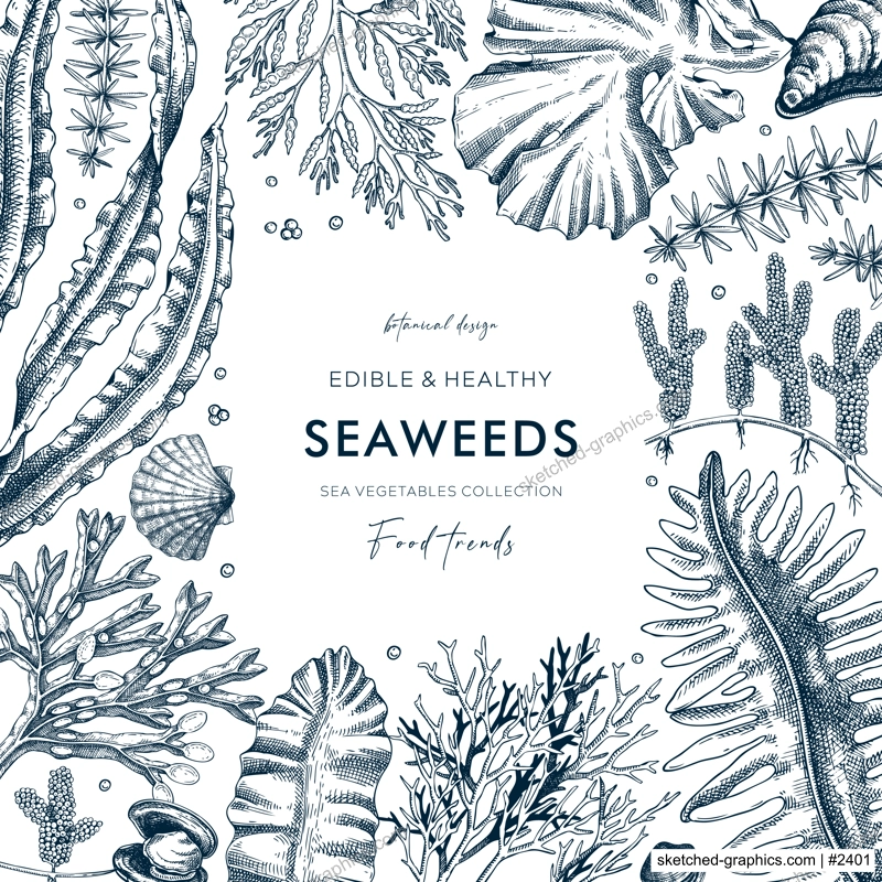 Seaweed vector card design in sketch style. Edible algae frame with golden kelp, wakame, kombu, hijiki, Irish moss drawings. Underwater plant botanical illustration for prints and illustrations