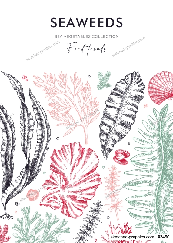 Edible seaweed card or invitation with hand drawn algae. Kelp, kombu, wakame, hijiki, Irish moss botanical illustration. Underwater plants vector frame. Healthy food ingredients design 