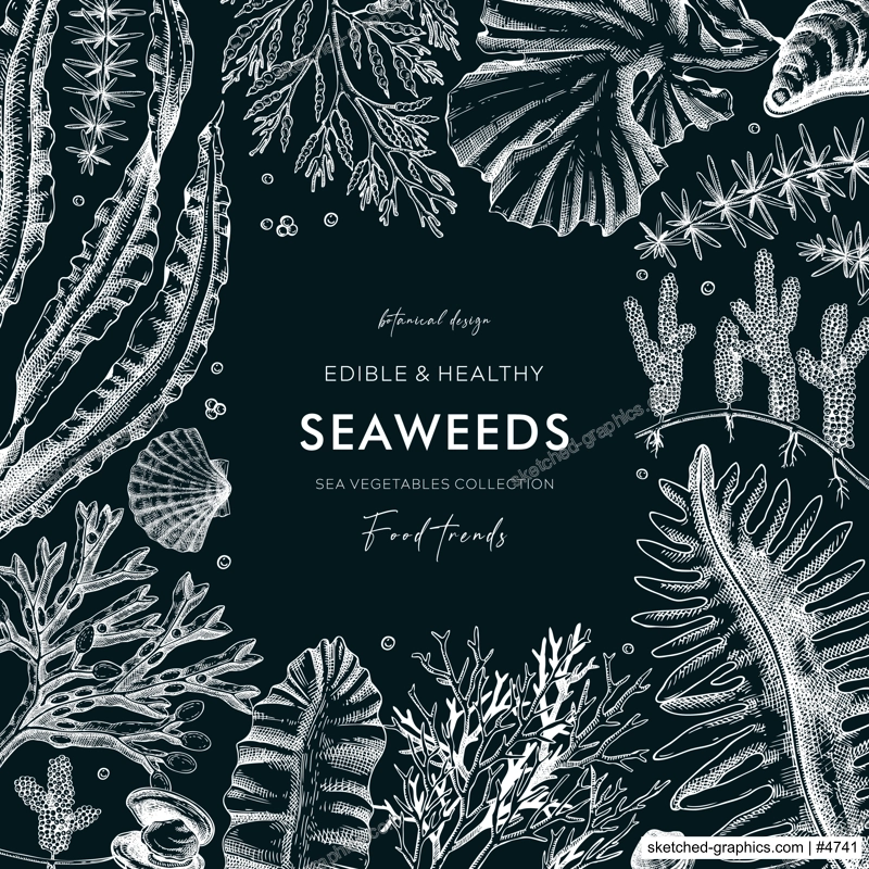 Seaweed vector card design on chalkboard. Edible algae vintage frame with golden kelp, wakame, kombu, hijiki, Irish moss drawings in sketch style. Underwater plant botanical illustration for prints 