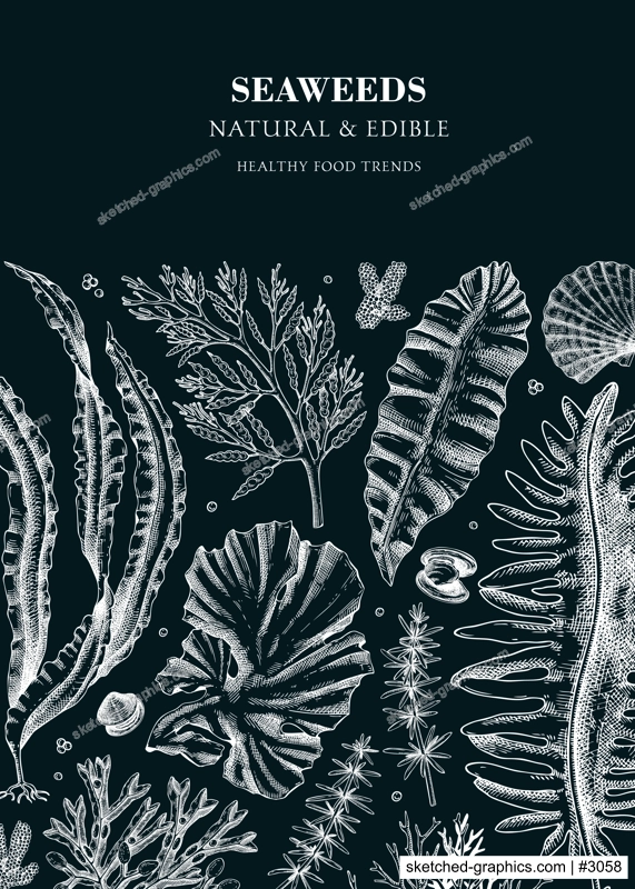 Edible seaweed design on chalkboard. Hand drawn kelp, kombu, wakame, hijiki, Irish moss illustration. Underwater plants and algae vector frame . Healthy food ingredients. Japanese cuisine