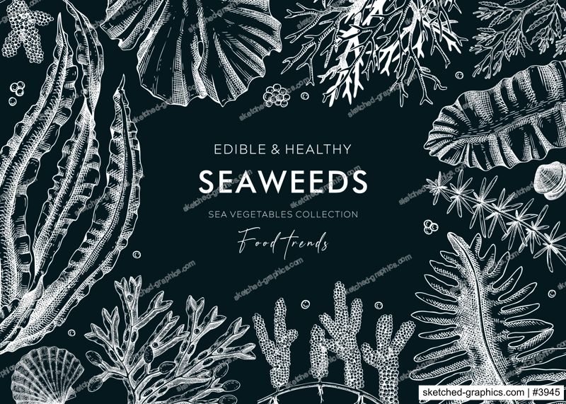 Hand-drawn edible seaweed background on chalkboard. Sea vegetables sketches. Vector frame with kelp, wakame, kombu, hijki illustration. Healthy food ingredients banner for Japanese cuisine menu.