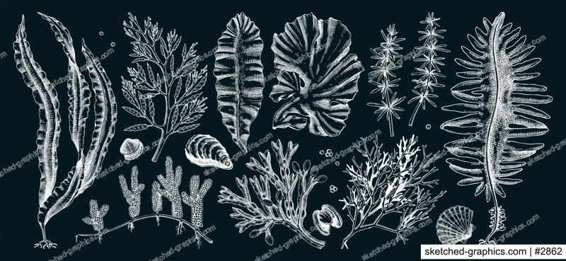 Edible seaweed collection on chalkboard. Hand-drawn sea vegetables - kelp, kombu, wakame, hijiki  drawings. Underwater algae sketches for Japanese cuisine menu or healthy food ingredients design 