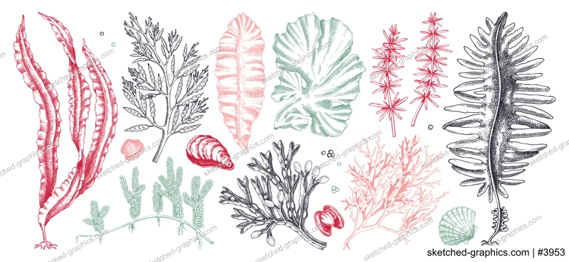 Edible seaweed collection in color. Hand-drawn sea vegetables - kelp, kombu, wakame, hijiki drawings. Underwater algae sketches for Japanese cuisine menu or healthy food ingredients design 