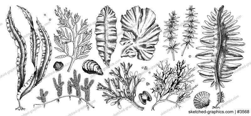 Hand-drawn sea vegetables - kelp, kombu, wakame, hijiki, nori, umi budo drawings. Edible seaweed sketches collection isolated on white background. Underwater algae vector. Healthy food illustration