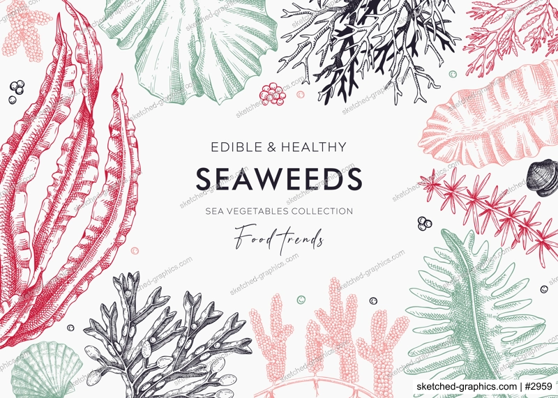 Hand-drawn edible seaweed background in color. Sea vegetables sketches. Vector frame with kelp, wakame, kombu, hijiki illustration. Healthy food ingredients banner for Japanese cuisine menu.