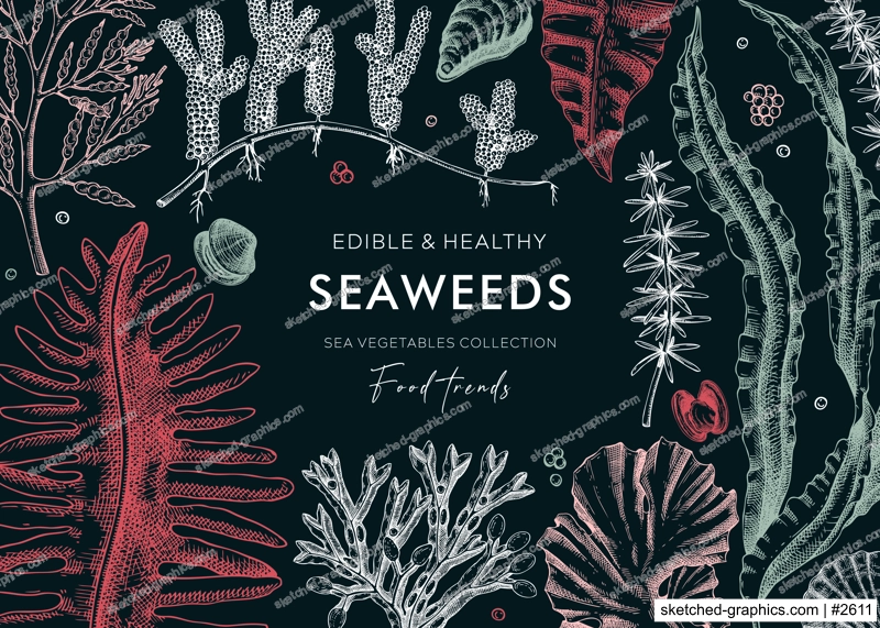 Underwater algae vector frame on chalkboard. Edible seaweed background with hand drawn sea vegetables - kelp, kombu, wakame, hijiki, Irish moss illustration. Healthy food ingredients. Japanese cuisine