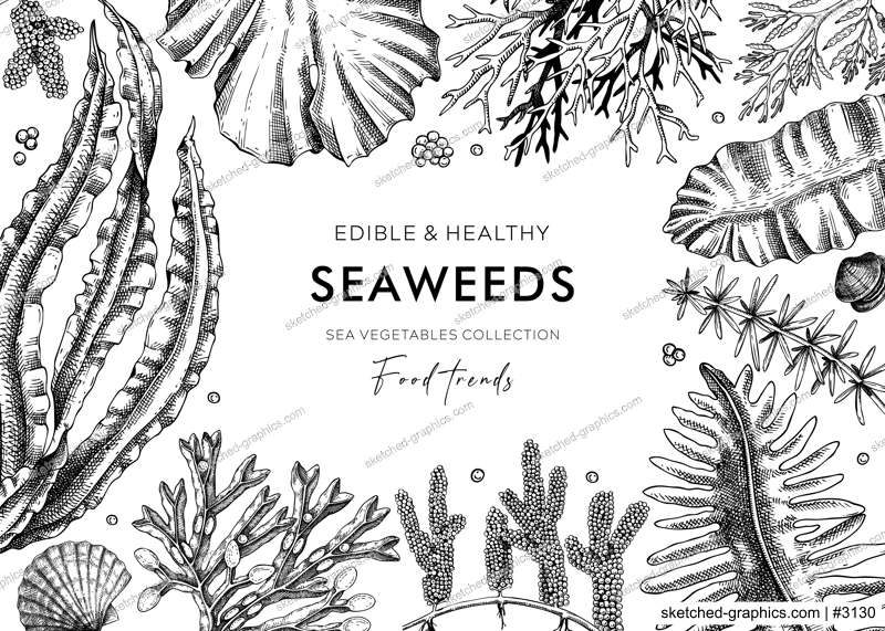 Edible seaweed frame design in sketch style. Hand-drawn sea vegetables - kelp, wakame, hijiki, kombu, nori vector food illustrations. Healthy food ingredients background. Japanese cuisine menu