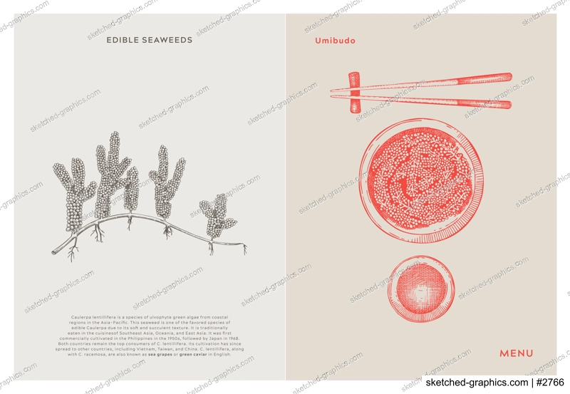 Asian food background. Umibudo, sea grapes, edible seaweeds, sea vegetable, kelp, healthy food sketches. Hand drawn seafood restaurant menu design template. Engraved vector illustrations