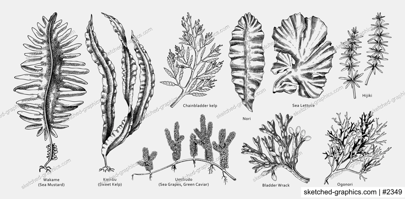 Hand drawn seaweed vector illustrations. Hand drawn sea vegetables black outlines - kelp, wakame, kombu, hijiki vector illustration. Edible algae drawings with names. Asian menu design elements