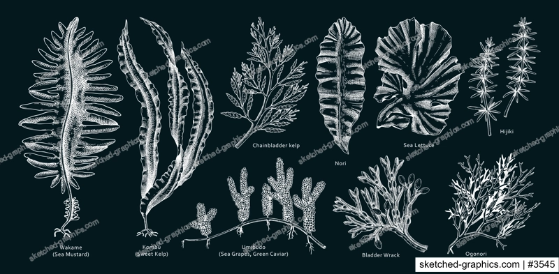 Hand drawn seaweed vector illustrations. Hand drawn sea vegetables - kelp, wakame, kombu, hijiki vector illustration. Edible algae drawings with names on chalkboard. Asian menu design elements