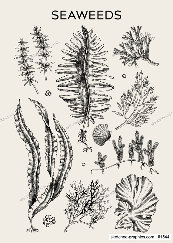 Edible seaweed poster design. Hand-drawn underwater algae - kelp, kombu, wakame, hijiki sketches. Asian cuisine, plant-based food, healthy food ingredients, seafood restaurant menu, wall art, print