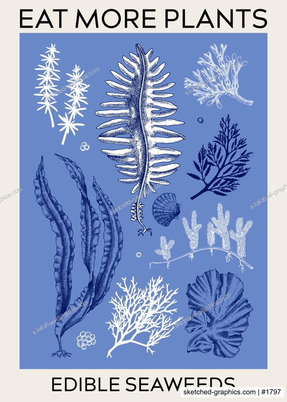 Edible seaweed poster design. Hand-drawn underwater algae - kelp, kombu, wakame, hijiki sketches. Asian cuisine, plant-based food, healthy food ingredients, seafood restaurant menu, wall art, print
