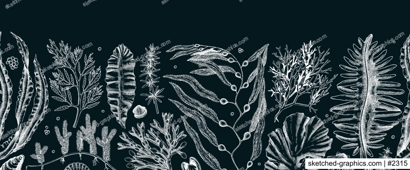 Edible seaweed seamless pattern on chalkboard Hand-drawn sea vegetables - kelp, kombu, wakame, hijiki  drawings. Underwater algae ribbon in sketch style. Asian cuisine menu or healthy food design 