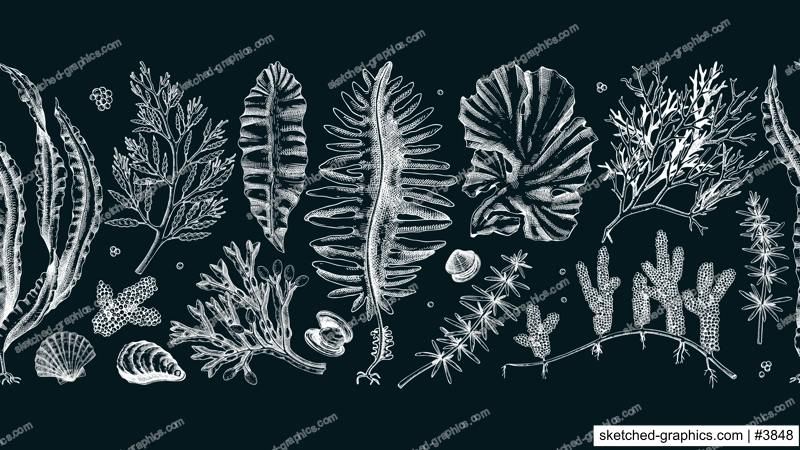 Edible seaweed seamless pattern on chalkboard. Hand-drawn sea vegetables ribbon. Kelp, kombu, wakame, hijiki  drawings. Underwater algae sketches for Asian cuisine menu or healthy food design 