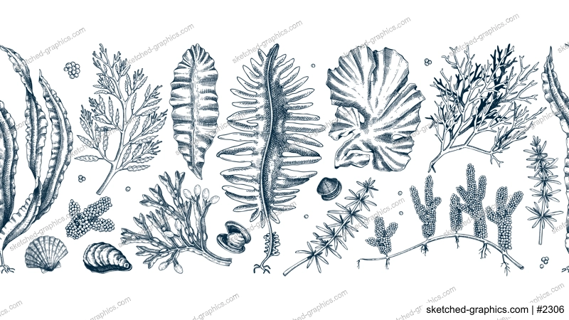 Edible seaweed seamless pattern. Hand-drawn sea vegetables - kelp, kombu, wakame, hijiki  drawings. Underwater algae ribbon in sketch style. Asian cuisine menu or healthy food design 