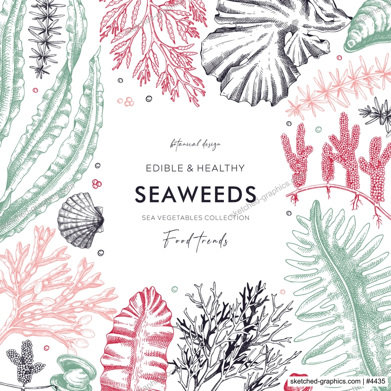 Seaweed vector card or invitation design. Edible algae vintage frame with golden kelp, wakame, kombu, hijiki, Irish moss drawings in sketch style. Underwater plant botanical illustration in color