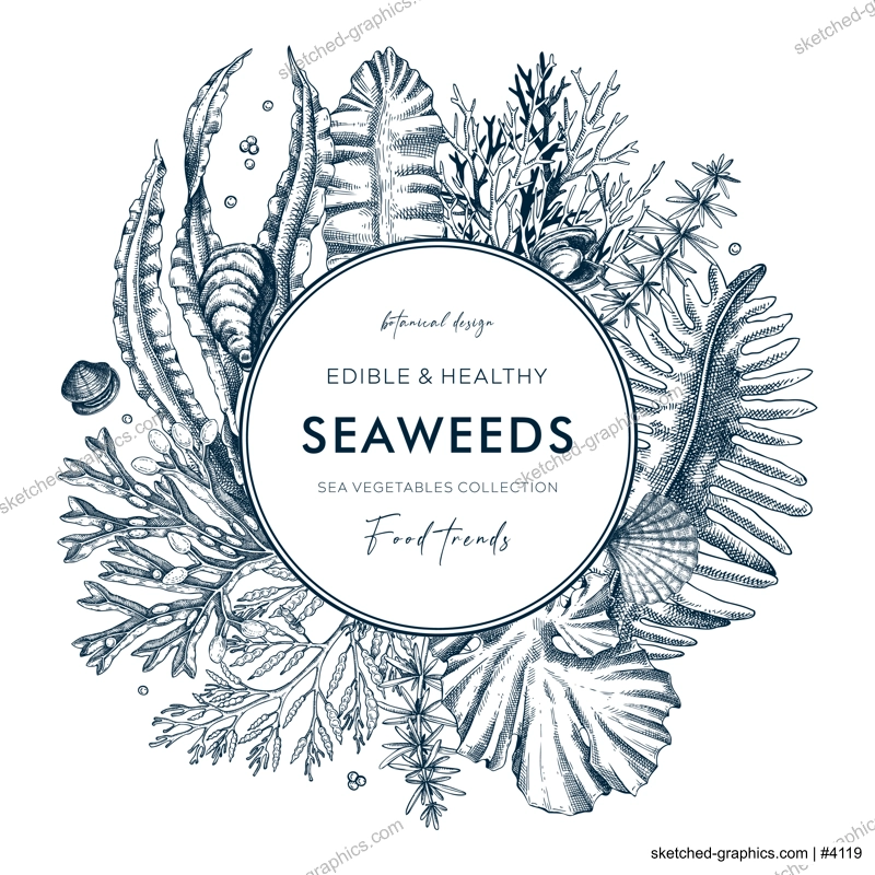 Seaweed vector card or invitation design. Edible algae vintage wreath with golden kelp, wakame, kombu, hijiki, Irish moss drawings in sketch style. Underwater plant botanical illustration in color