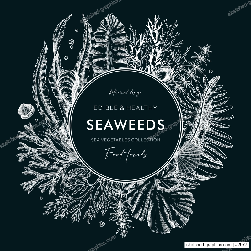 Seaweed vector card or invitation design. Edible algae vintage wreath with ogonori, wakame, kombu, hijiki, Irish moss drawings in sketch style. Underwater plant botanical illustration on chalkboard