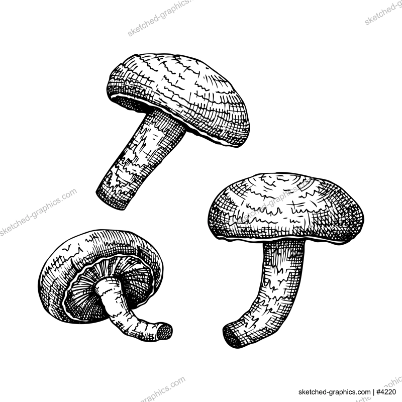 Shiitake. Adaptogenic mushroom hand drawn illustrations set. Medicinal plants sketches. Perfect for cooking, traditional medicine, vegans.