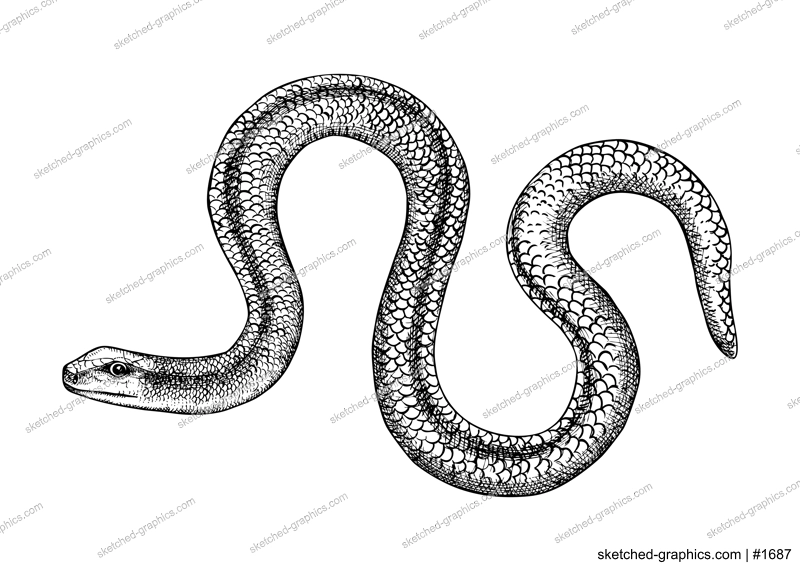 Slow worm vector sketch. Hand drawn wildlife illustration in engraved style. Legless lizards isolated on white background. Black and white mammal animal drawing for print, poster, card, cover.