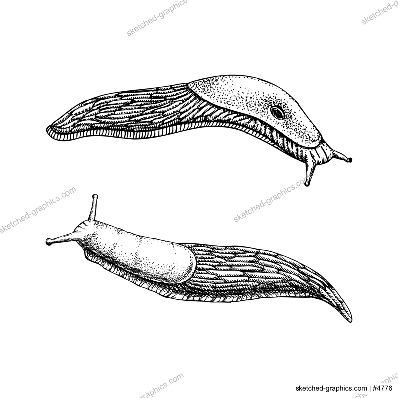 Slugs sketches set. Hand drawn wildlife design element in engraved style. Animal drawing isolated on white background. Shell-less mollusk vector illustration 